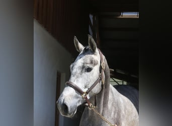 Niemiecki koń sportowy, Klacz, 4 lat, 170 cm, Siwa