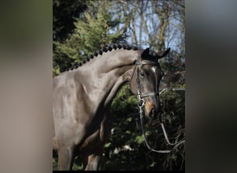 Niemiecki koń sportowy, Klacz, 4 lat, 171 cm, Ciemnogniada