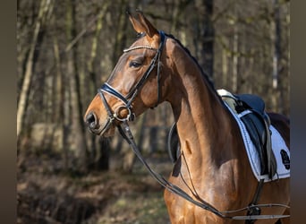 Niemiecki koń sportowy, Klacz, 4 lat, 171 cm, Gniada