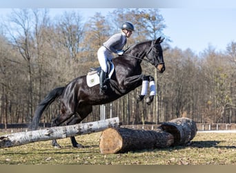Niemiecki koń sportowy, Klacz, 4 lat, 171 cm, Skarogniada