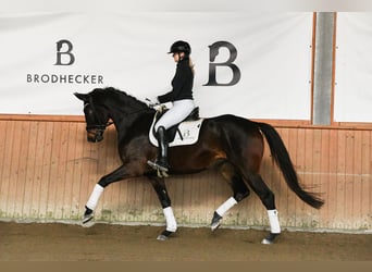 Niemiecki koń sportowy, Klacz, 4 lat, 172 cm, Ciemnogniada