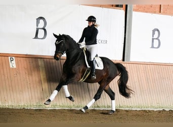Niemiecki koń sportowy, Klacz, 4 lat, 172 cm, Ciemnogniada