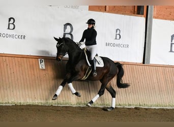 Niemiecki koń sportowy, Klacz, 4 lat, 172 cm, Ciemnogniada