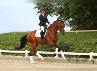 Niemiecki koń sportowy, Klacz, 4 lat, 172 cm, Gniada