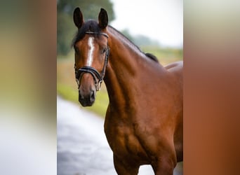 Niemiecki koń sportowy, Klacz, 4 lat, 172 cm, Gniada