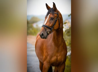 Niemiecki koń sportowy, Klacz, 4 lat, 172 cm, Gniada