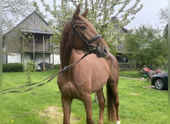 Niemiecki koń sportowy, Klacz, 4 lat, 172 cm, Kasztanowata