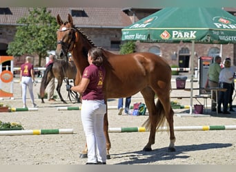 Niemiecki koń sportowy, Klacz, 4 lat, 172 cm, Kasztanowata