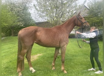 Niemiecki koń sportowy, Klacz, 4 lat, 172 cm, Kasztanowata