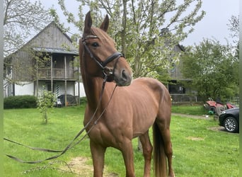 Niemiecki koń sportowy, Klacz, 4 lat, 172 cm, Kasztanowata