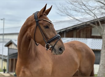 Niemiecki koń sportowy, Klacz, 4 lat, 172 cm, Kasztanowata