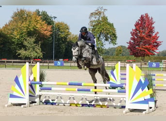Niemiecki koń sportowy, Klacz, 4 lat, 172 cm, Stalowosiwy