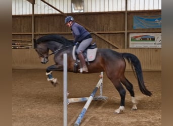 Niemiecki koń sportowy, Klacz, 4 lat, 175 cm, Ciemnogniada
