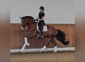 Niemiecki koń sportowy, Klacz, 4 lat, 175 cm, Kasztanowata