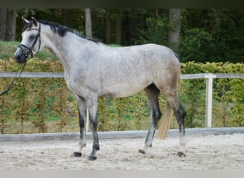 Niemiecki koń sportowy, Klacz, 4 lat, 175 cm, Siwa jabłkowita