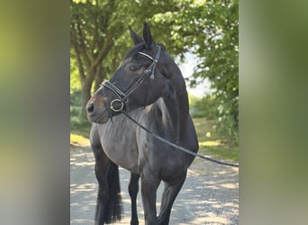 Niemiecki koń sportowy, Klacz, 4 lat, 176 cm, Kara