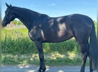Niemiecki koń sportowy, Klacz, 4 lat, 176 cm, Kara
