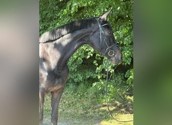 Niemiecki koń sportowy, Klacz, 4 lat, 176 cm, Kara