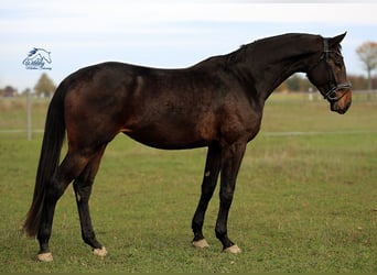 Niemiecki koń sportowy, Klacz, 4 lat, 177 cm, Ciemnogniada