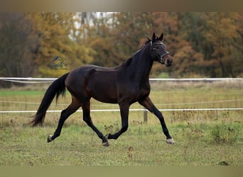 Niemiecki koń sportowy, Klacz, 4 lat, 177 cm, Ciemnogniada