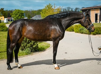 Niemiecki koń sportowy, Klacz, 4 lat, 177 cm, Gniada