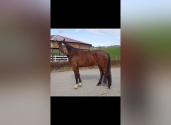 Niemiecki koń sportowy, Klacz, 4 lat, Gniada