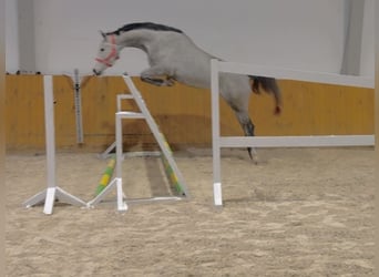 Niemiecki koń sportowy, Klacz, 4 lat, Siwa