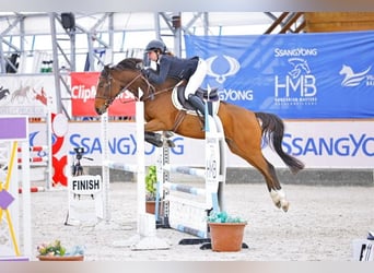 Niemiecki koń sportowy, Klacz, 5 lat, 155 cm, Gniada