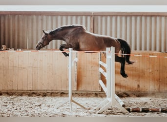 Niemiecki koń sportowy, Klacz, 5 lat, 160 cm, Ciemnogniada