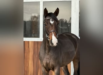 Niemiecki koń sportowy, Klacz, 5 lat, 163 cm, Ciemnogniada