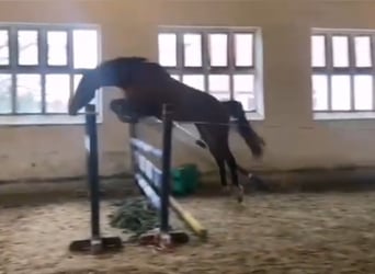 Niemiecki koń sportowy, Klacz, 5 lat, 163 cm, Gniada