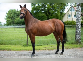 Niemiecki koń sportowy, Klacz, 5 lat, 163 cm, Gniada