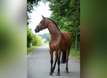 Niemiecki koń sportowy, Klacz, 5 lat, 163 cm, Gniada