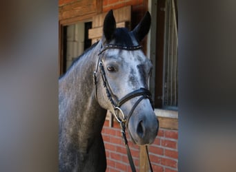 Niemiecki koń sportowy, Klacz, 5 lat, 163 cm, Siwa jabłkowita