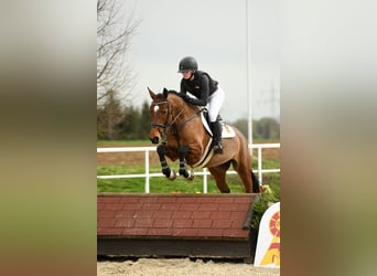Niemiecki koń sportowy, Klacz, 5 lat, 164 cm, Gniada