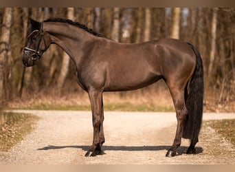 Niemiecki koń sportowy, Klacz, 5 lat, 164 cm, Kara