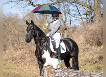 Niemiecki koń sportowy, Klacz, 5 lat, 164 cm, Kara