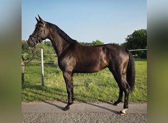 Niemiecki koń sportowy, Klacz, 5 lat, 164 cm, Kara