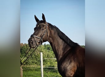 Niemiecki koń sportowy, Klacz, 5 lat, 164 cm, Kara