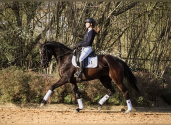 Niemiecki koń sportowy, Klacz, 5 lat, 164 cm, Kara