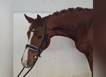 Niemiecki koń sportowy, Klacz, 5 lat, 164 cm, Kasztanowata