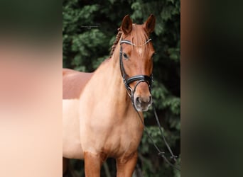 Niemiecki koń sportowy, Klacz, 5 lat, 164 cm, Kasztanowata
