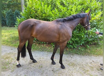 Niemiecki koń sportowy, Klacz, 5 lat, 165 cm, Ciemnogniada