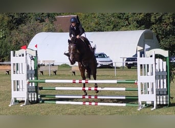 Niemiecki koń sportowy, Klacz, 5 lat, 165 cm, Ciemnogniada