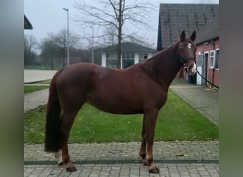 Niemiecki koń sportowy, Klacz, 5 lat, 165 cm, Ciemnokasztanowata