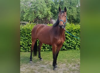 Niemiecki koń sportowy, Klacz, 5 lat, 165 cm, Gniada