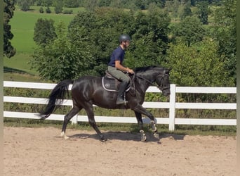 Niemiecki koń sportowy, Klacz, 5 lat, 165 cm, Kara