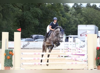 Niemiecki koń sportowy, Klacz, 5 lat, 165 cm, Siwa jabłkowita