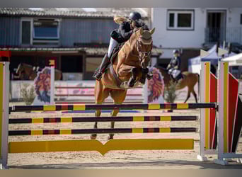 Niemiecki koń sportowy, Klacz, 5 lat, 166 cm, Gniada