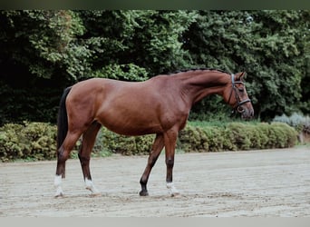 Niemiecki koń sportowy, Klacz, 5 lat, 166 cm, Gniada